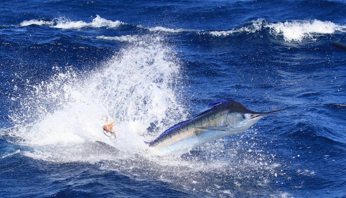 hooked marlin panama sportfishing