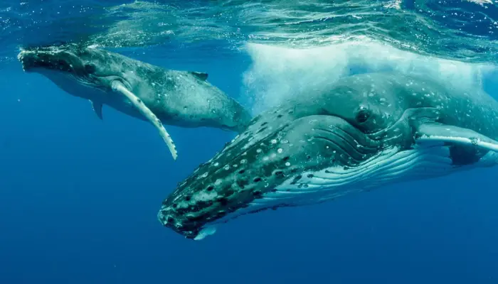 Whales Experience the Gulf of Chiriqui