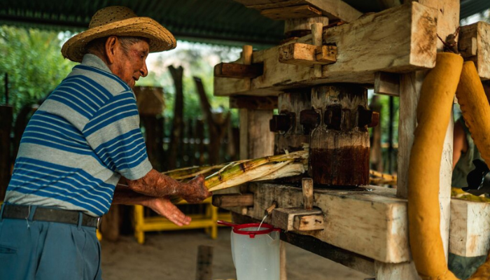 El Valle de Anton sugarcane Panama cultural traditions sugarcane heritage Panama