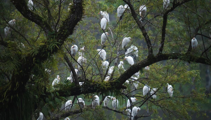 birds in panama rainforest