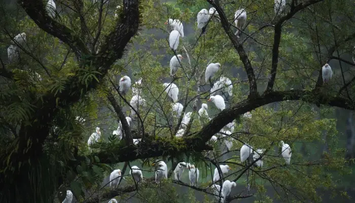 birds in panama rainforest