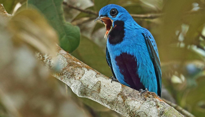 birdwatching in panama truly panama