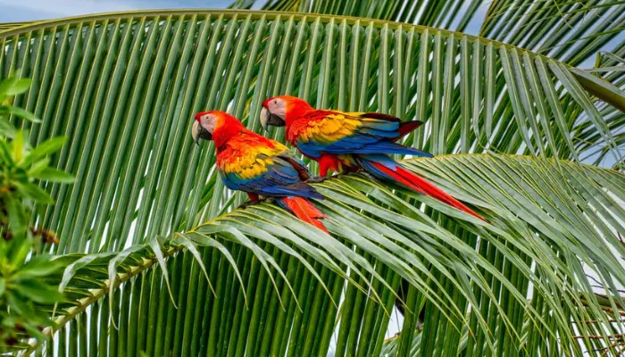 birdwatching panama nature