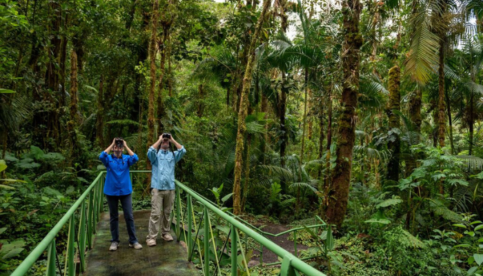 birdwatching tours in panama truly panama