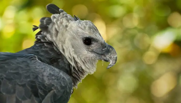 harpy eagle birdwatching panama truly panama
