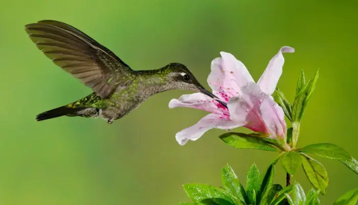 hummingbird in panama