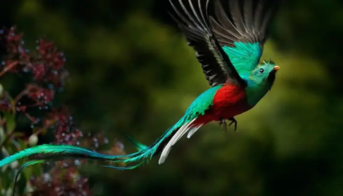 quetzal birdwatching chiriqui panama