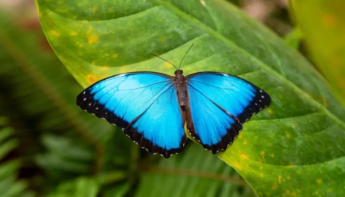 Panama The Land of Butterflies and Meaning 1